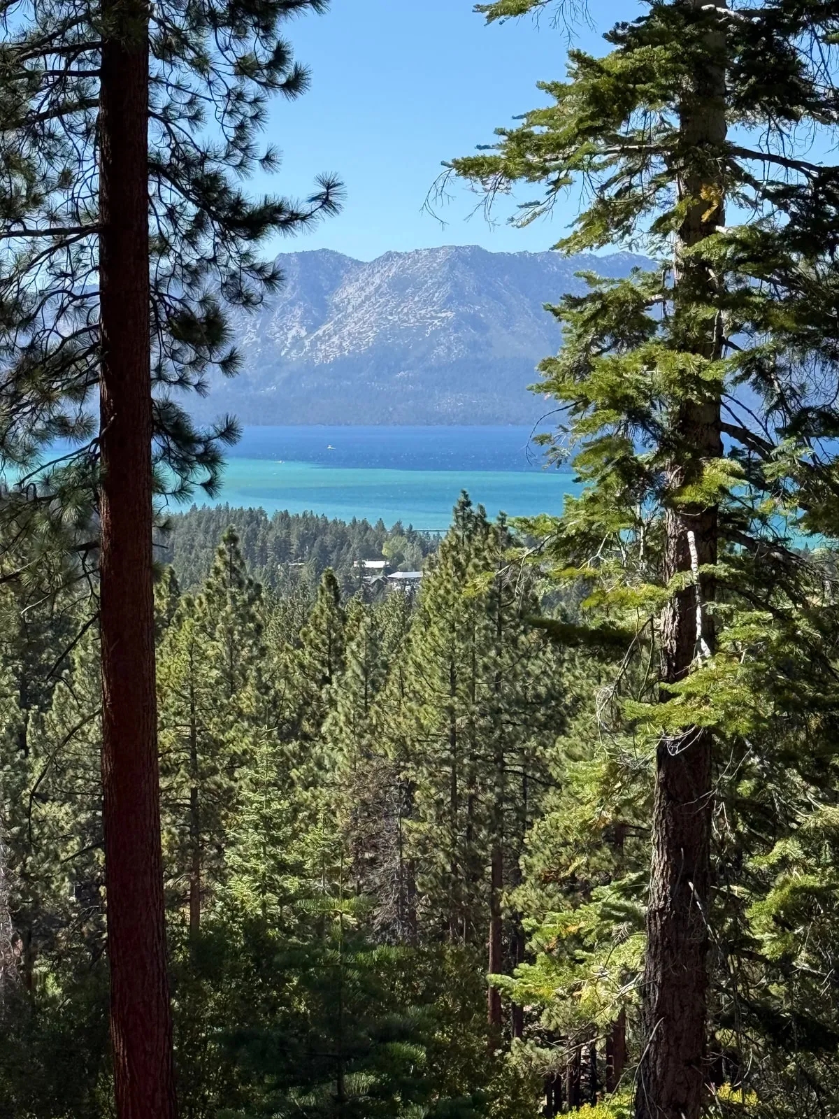 Lake Tahoe through the pines